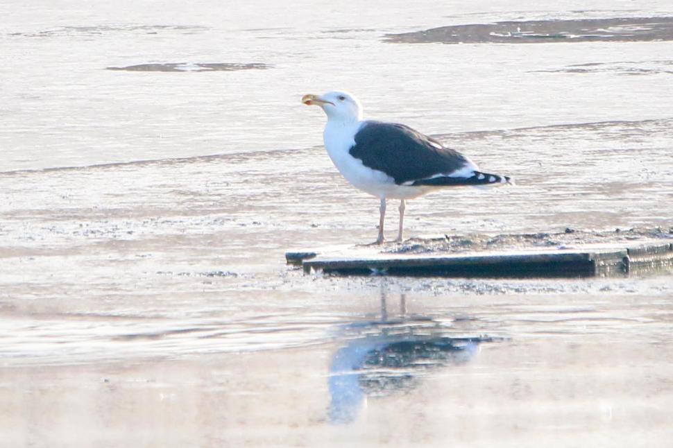 Specii rare de păsări observate în Parcul Natural Văcăreşti 946434