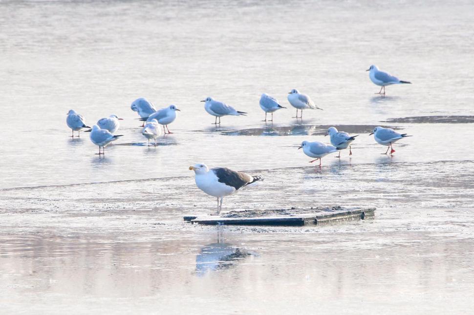 Specii rare de păsări observate în Parcul Natural Văcăreşti 946435
