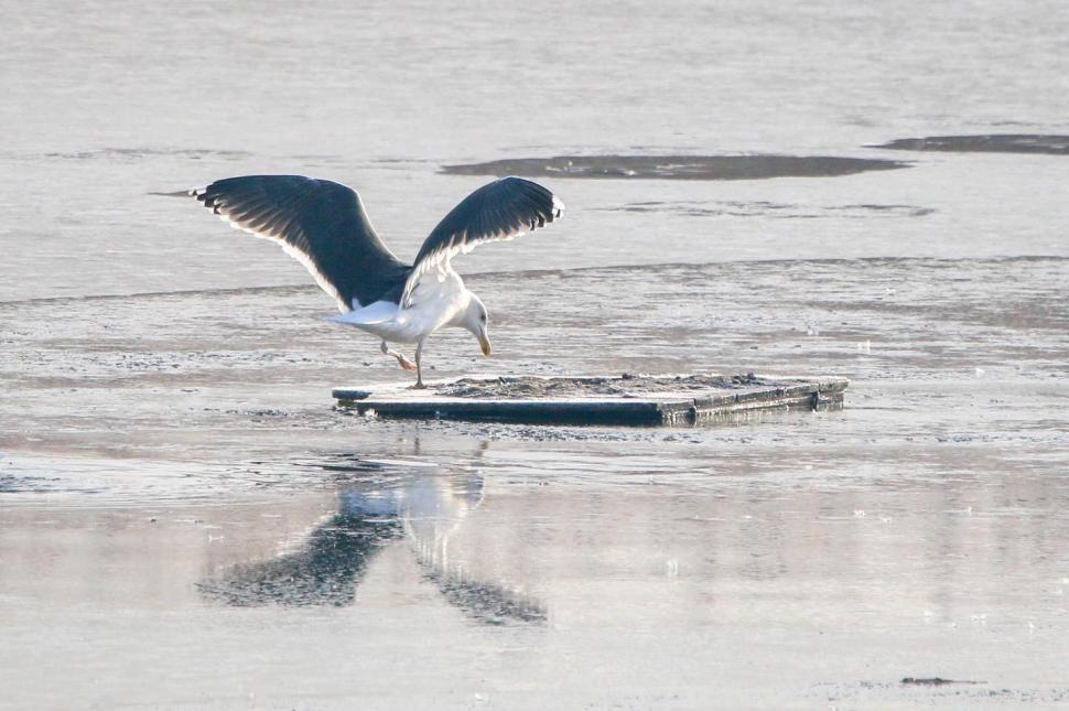 Specii rare de păsări observate în Parcul Natural Văcăreşti 946436