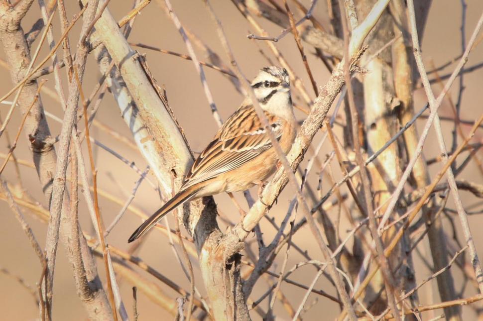 Specii rare de păsări observate în Parcul Natural Văcăreşti 946437