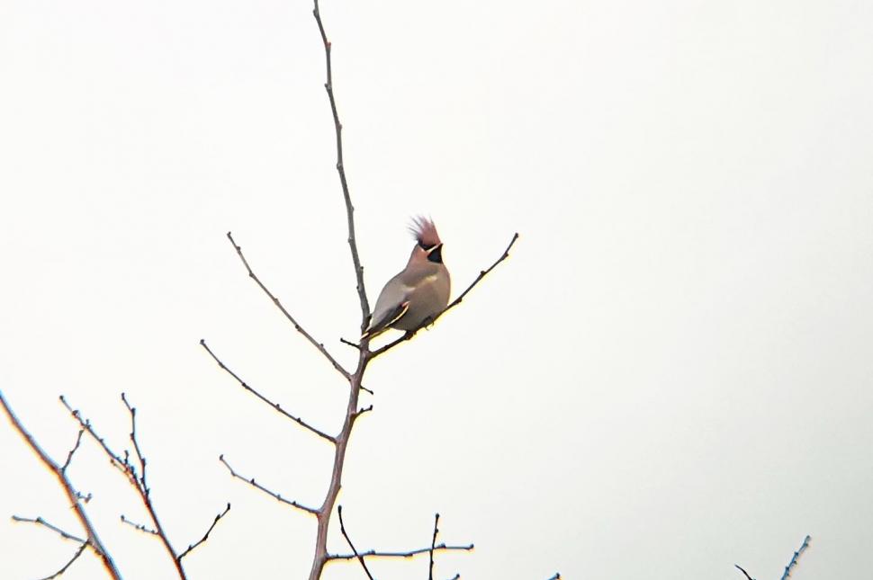 Specii rare de păsări observate în Parcul Natural Văcăreşti 946439