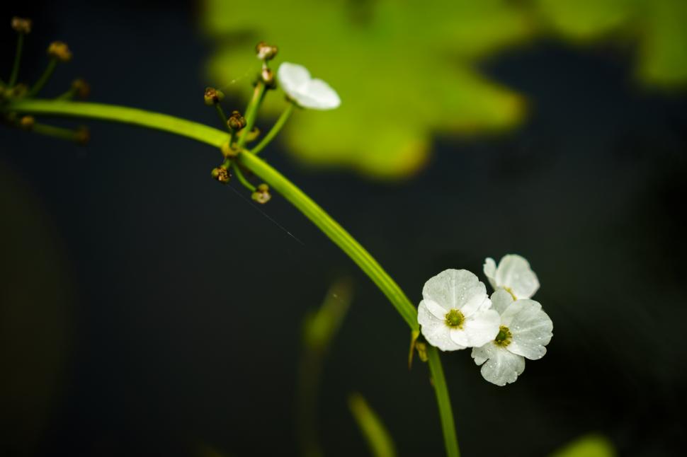 Cum arată „floarea-schelet”, unică în lume, care devine transparentă când este udată. Petalele arată ca și cum ar fi de sticlă 946498