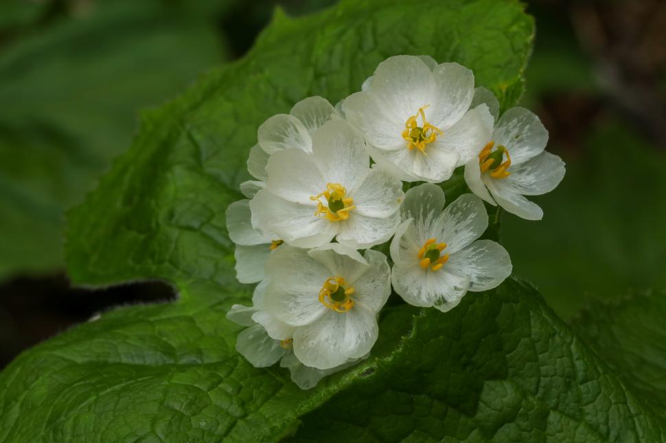 Cum arată „floarea-schelet”, unică în lume, care devine transparentă când este udată. Petalele arată ca și cum ar fi de sticlă 946499