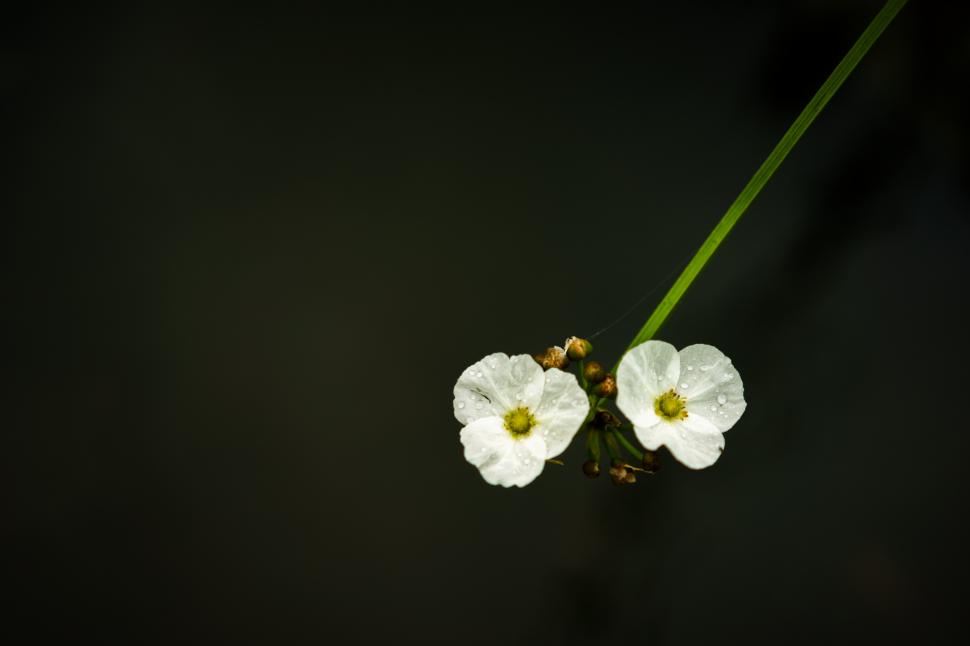 Cum arată „floarea-schelet”, unică în lume, care devine transparentă când este udată. Petalele arată ca și cum ar fi de sticlă 946501