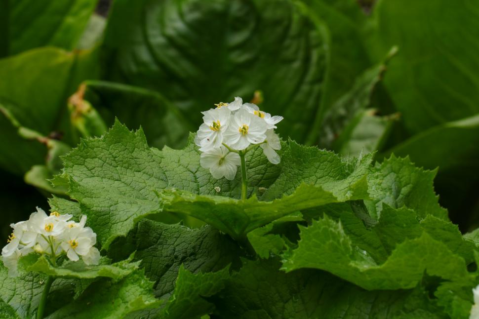 Cum arată „floarea-schelet”, unică în lume, care devine transparentă când este udată. Petalele arată ca și cum ar fi de sticlă 946503
