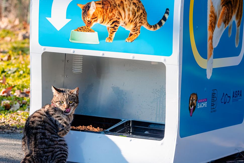 Pisicile fără stăpân din București, hrănite cu dispozitive inteligente acționate cu pet-uri. Unde au fost amplasate aparatele 946662