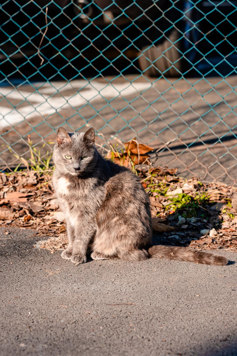 Pisicile fără stăpân din București, hrănite cu dispozitive inteligente acționate cu pet-uri. Unde au fost amplasate aparatele 946666