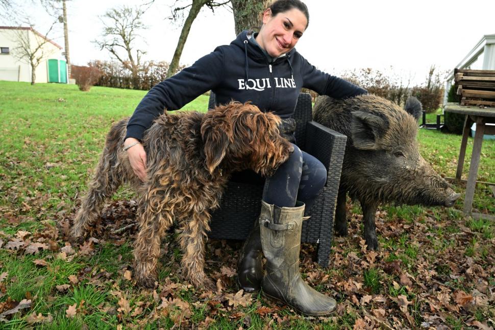 Rillete, porcul mistreț salvat de la moarte, lăsat de instanță să trăiască alături de stăpânii lui 946774