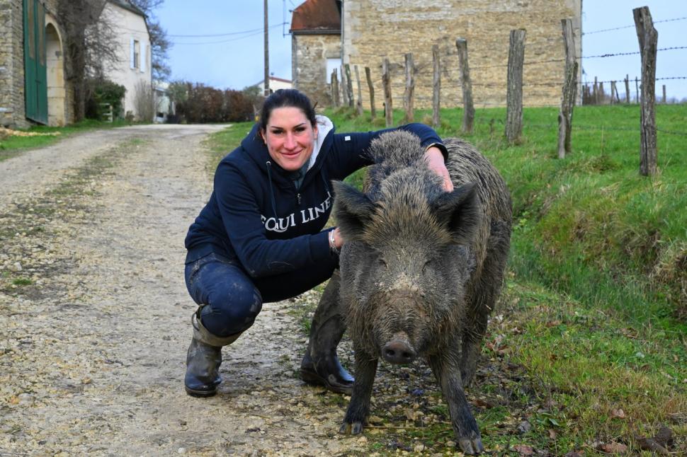 Rillete, porcul mistreț salvat de la moarte, lăsat de instanță să trăiască alături de stăpânii lui 946776