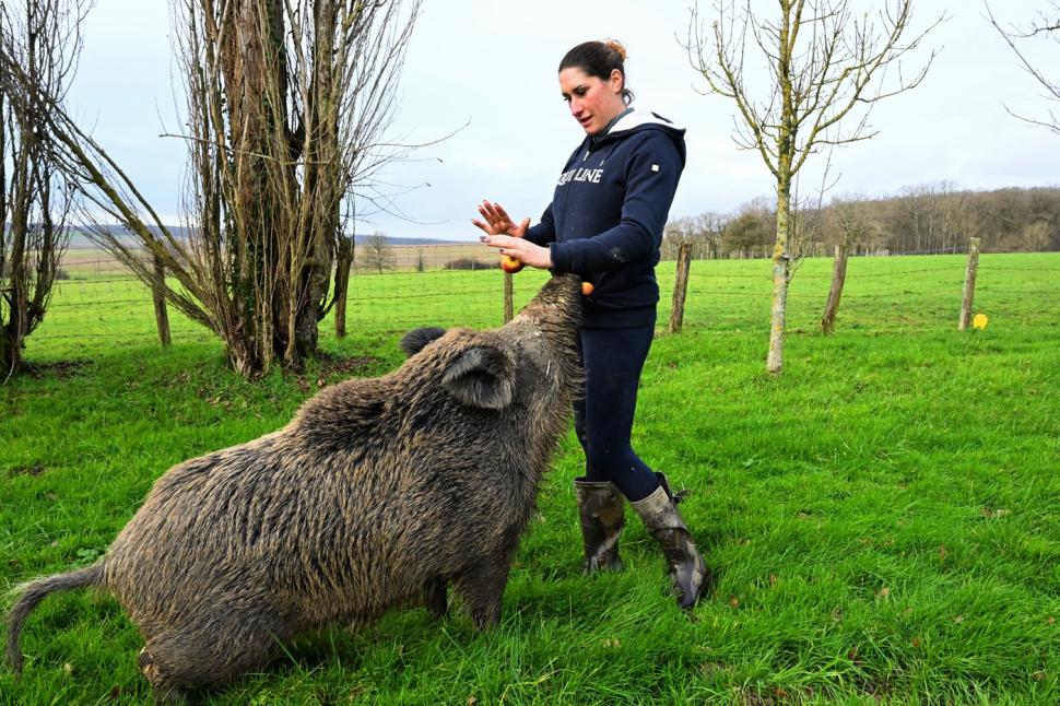 Rillete, porcul mistreț salvat de la moarte, lăsat de instanță să trăiască alături de stăpânii lui 946777