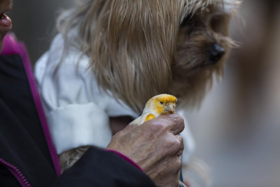 Zeci de câini, pisici, papagali şi o găină au fost binecuvântați de un preot catolic: „E o tradiție fantastică” 946969