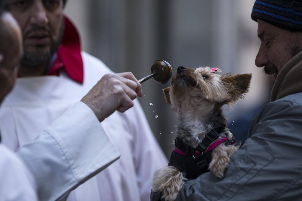Zeci de câini, pisici, papagali şi o găină au fost binecuvântați de un preot catolic: „E o tradiție fantastică” 946970