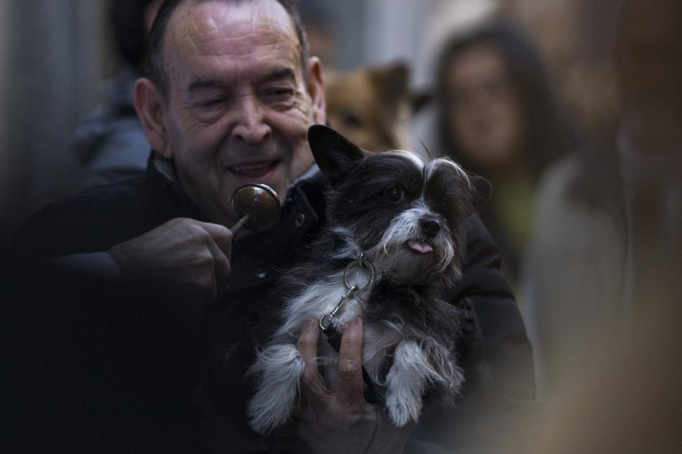 Zeci de câini, pisici, papagali şi o găină au fost binecuvântați de un preot catolic: „E o tradiție fantastică” 946971