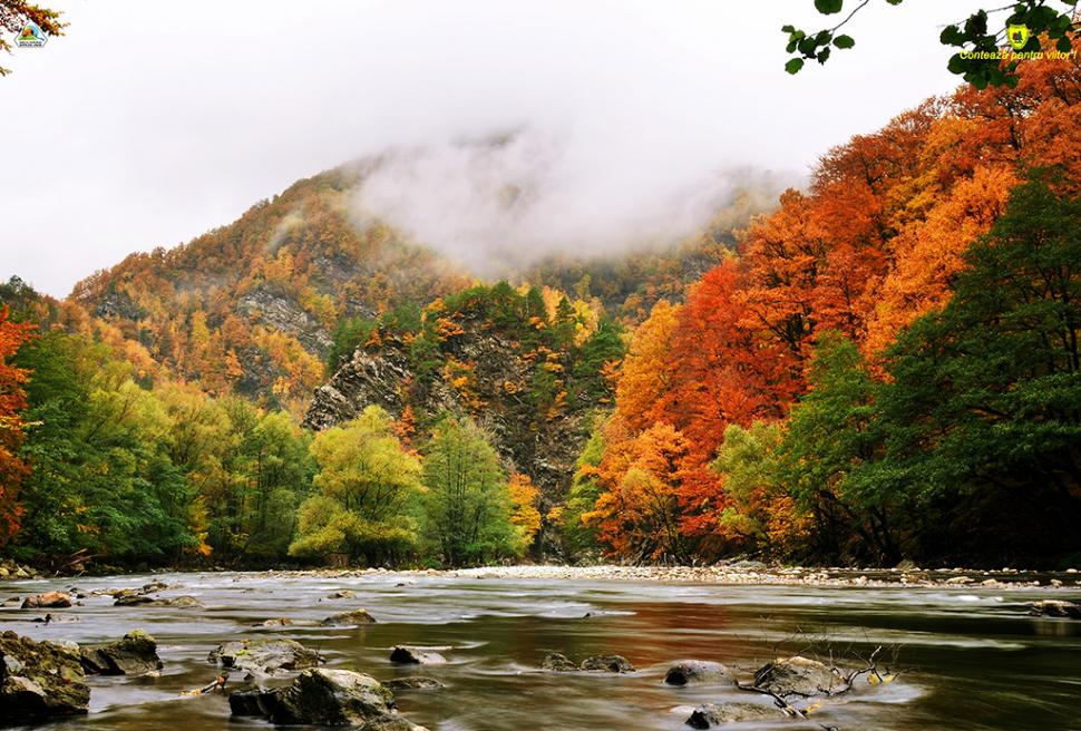 Fascinanta viață sălbatică ascunsă de Parcul Național Defileul Jiului. Cum a devenit vidra vedeta zonei 946789