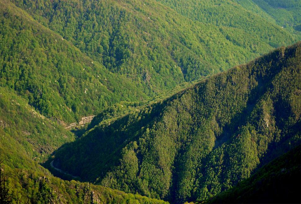 Fascinanta viață sălbatică ascunsă de Parcul Național Defileul Jiului. Cum a devenit vidra vedeta zonei 946791