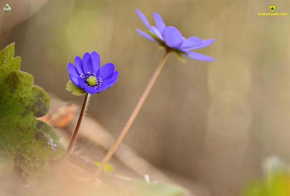 Fascinanta viață sălbatică ascunsă de Parcul Național Defileul Jiului. Cum a devenit vidra vedeta zonei 946793