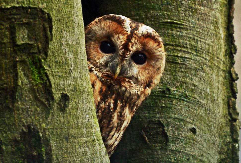 Fascinanta viață sălbatică ascunsă de Parcul Național Defileul Jiului. Cum a devenit vidra vedeta zonei 946794