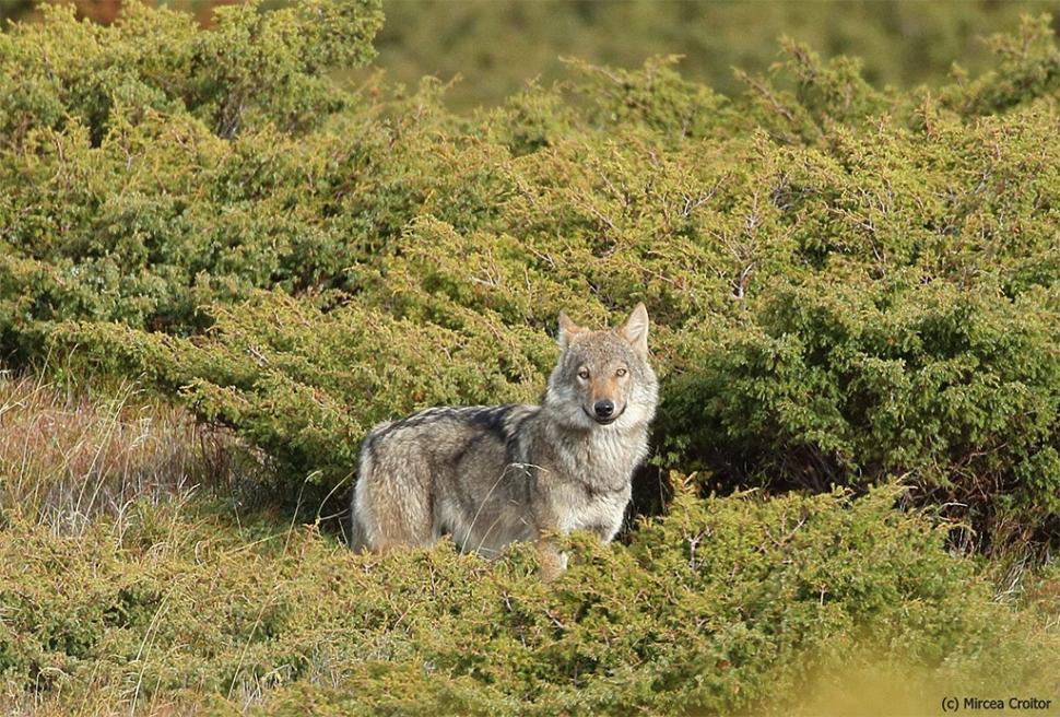 Fascinanta viață sălbatică ascunsă de Parcul Național Defileul Jiului. Cum a devenit vidra vedeta zonei 946795