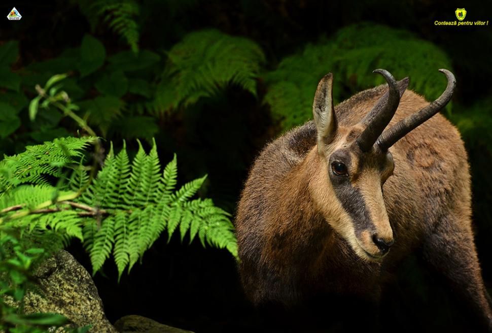 Fascinanta viață sălbatică ascunsă de Parcul Național Defileul Jiului. Cum a devenit vidra vedeta zonei 946796
