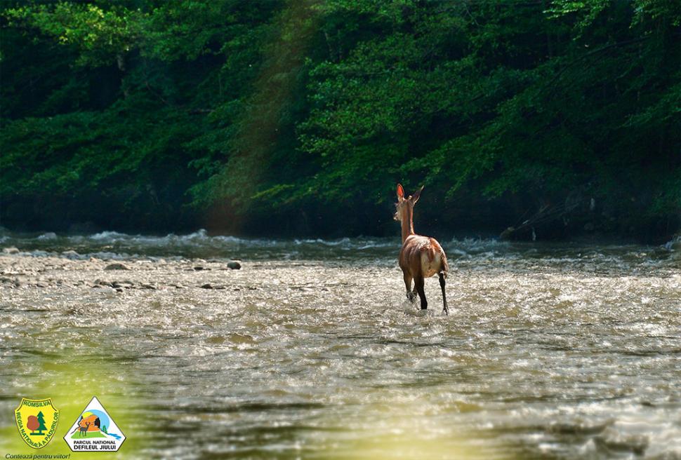 Fascinanta viață sălbatică ascunsă de Parcul Național Defileul Jiului. Cum a devenit vidra vedeta zonei 946797