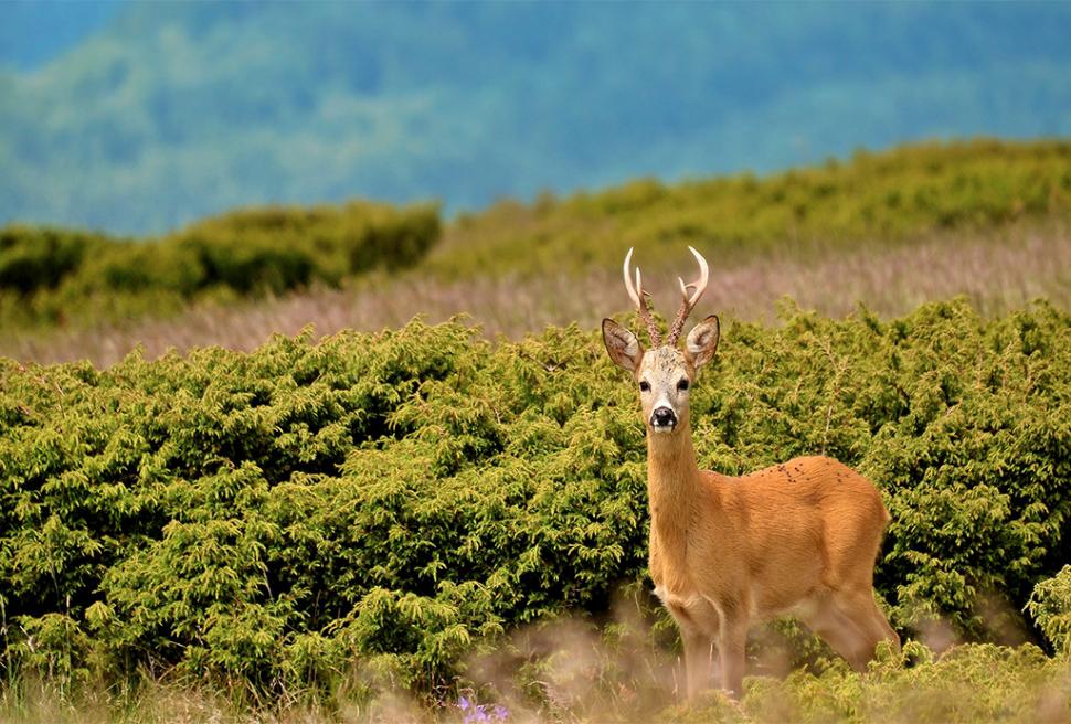 Fascinanta viață sălbatică ascunsă de Parcul Național Defileul Jiului. Cum a devenit vidra vedeta zonei 946798
