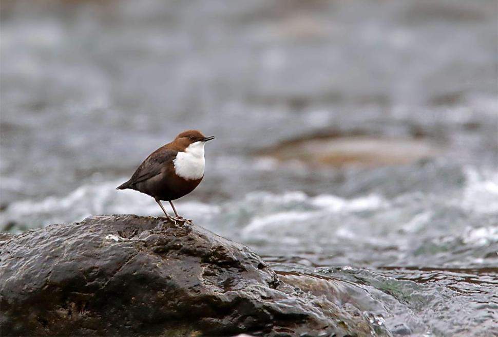 Fascinanta viață sălbatică ascunsă de Parcul Național Defileul Jiului. Cum a devenit vidra vedeta zonei 946800