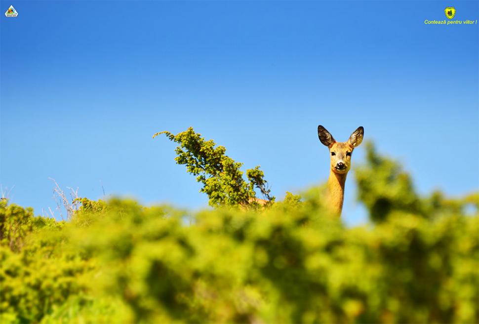 Fascinanta viață sălbatică ascunsă de Parcul Național Defileul Jiului. Cum a devenit vidra vedeta zonei 946801