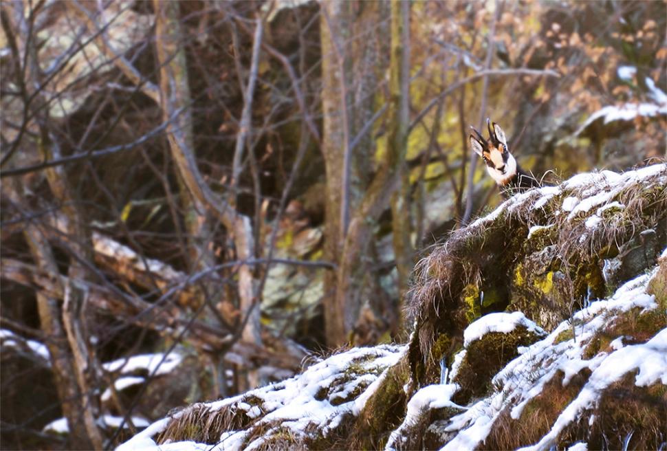 Fascinanta viață sălbatică ascunsă de Parcul Național Defileul Jiului. Cum a devenit vidra vedeta zonei 946802