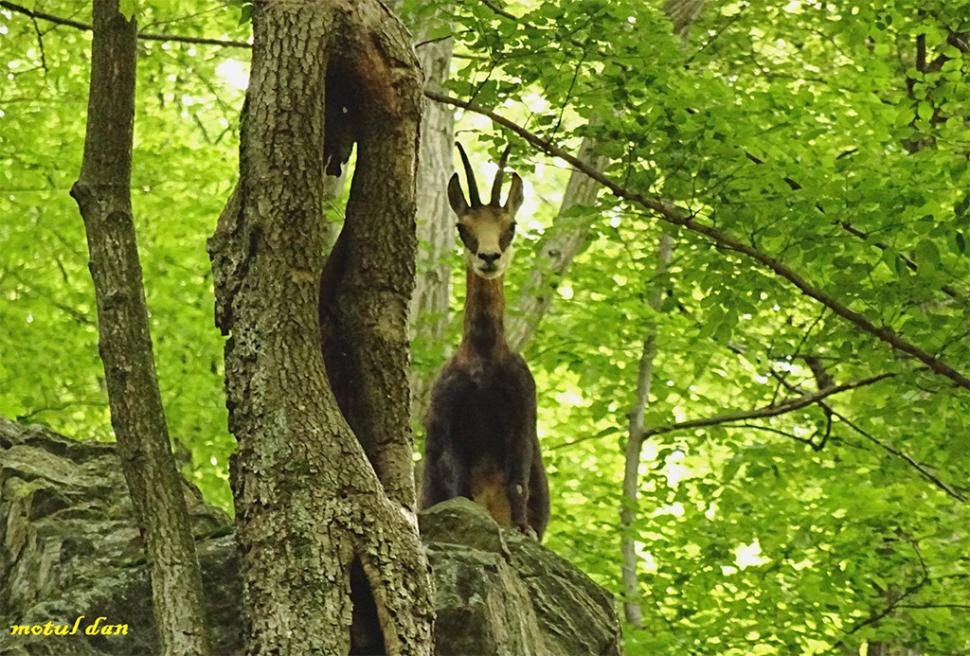 Fascinanta viață sălbatică ascunsă de Parcul Național Defileul Jiului. Cum a devenit vidra vedeta zonei 946803
