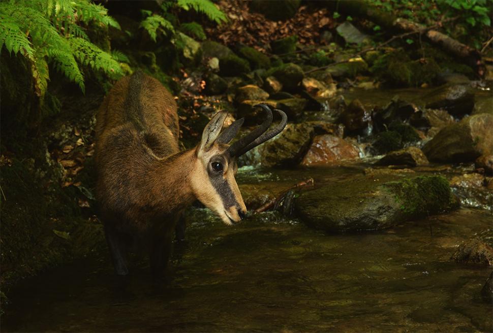 Fascinanta viață sălbatică ascunsă de Parcul Național Defileul Jiului. Cum a devenit vidra vedeta zonei 946804