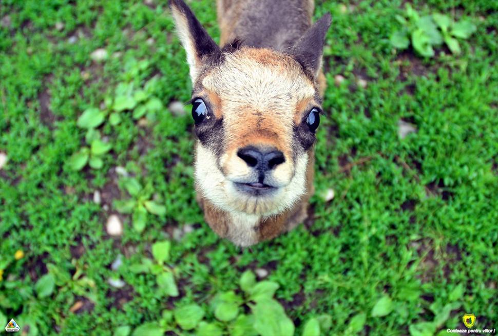 Fascinanta viață sălbatică ascunsă de Parcul Național Defileul Jiului. Cum a devenit vidra vedeta zonei 946805