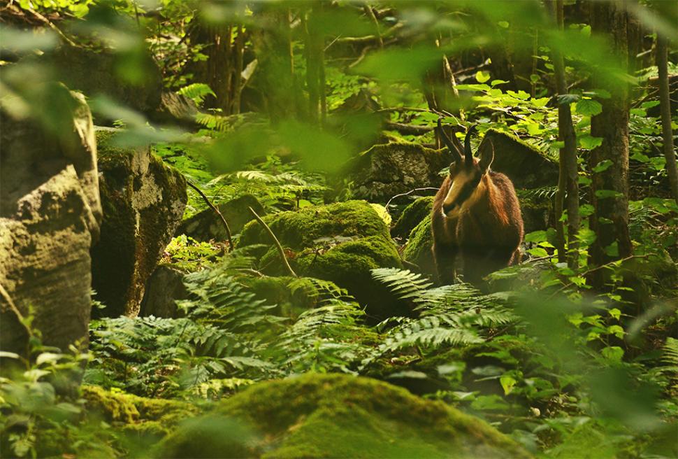 Fascinanta viață sălbatică ascunsă de Parcul Național Defileul Jiului. Cum a devenit vidra vedeta zonei 946806