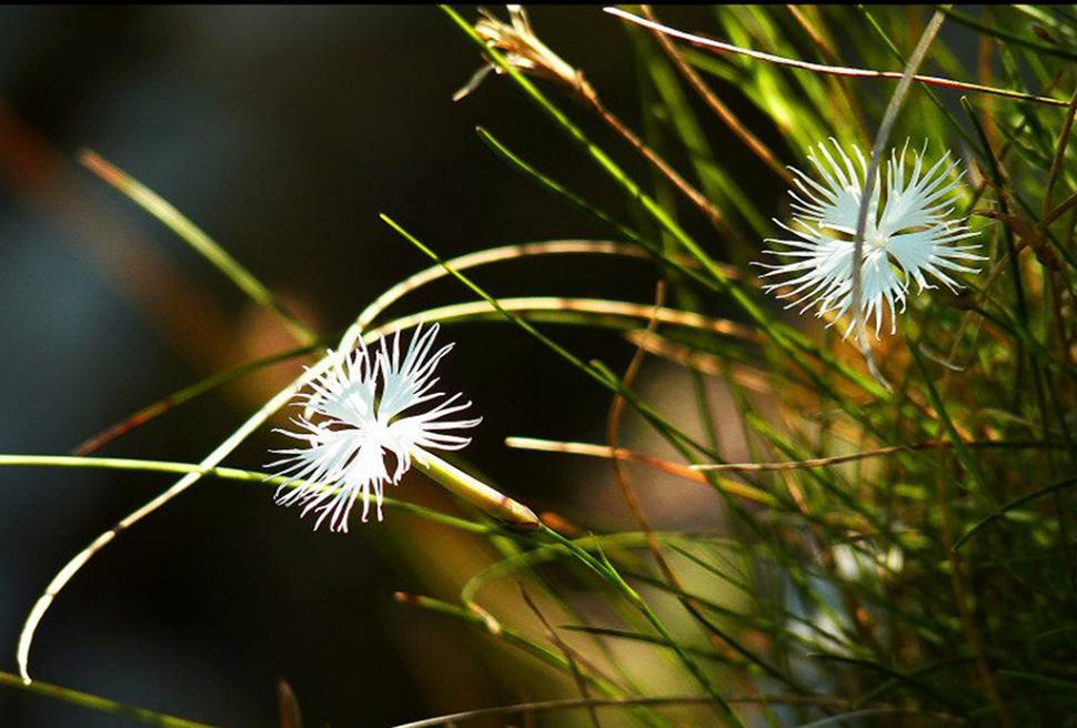Fascinanta viață sălbatică ascunsă de Parcul Național Defileul Jiului. Cum a devenit vidra vedeta zonei 946807