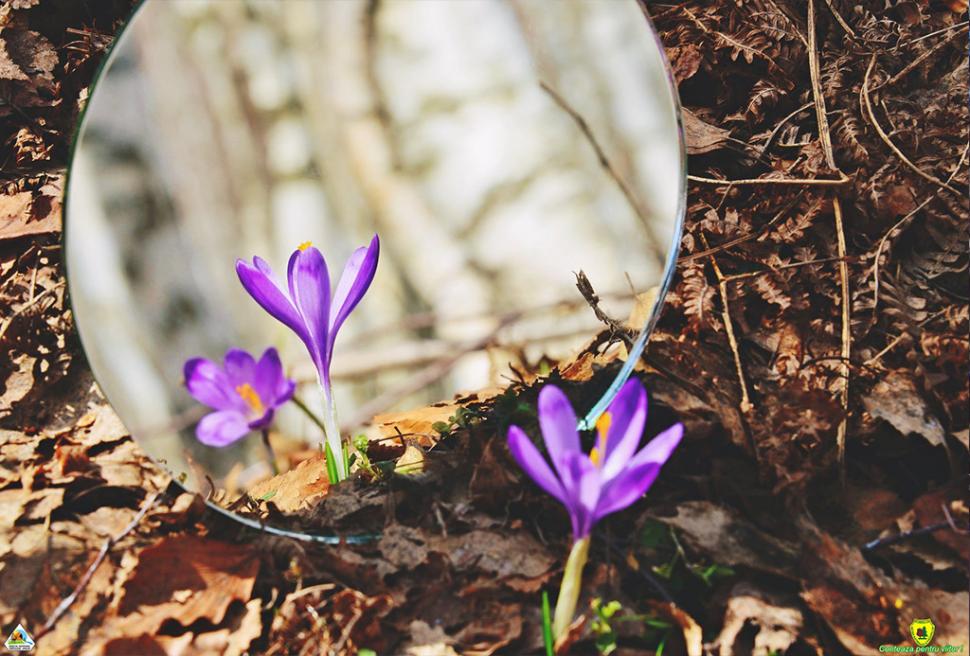 Fascinanta viață sălbatică ascunsă de Parcul Național Defileul Jiului. Cum a devenit vidra vedeta zonei 946808