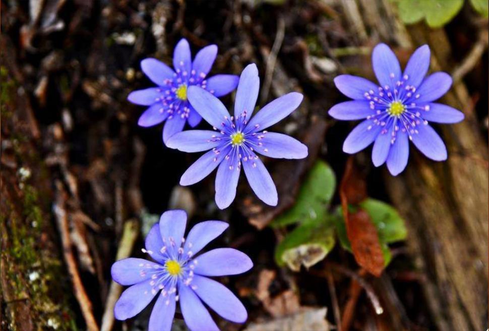 Fascinanta viață sălbatică ascunsă de Parcul Național Defileul Jiului. Cum a devenit vidra vedeta zonei 946810