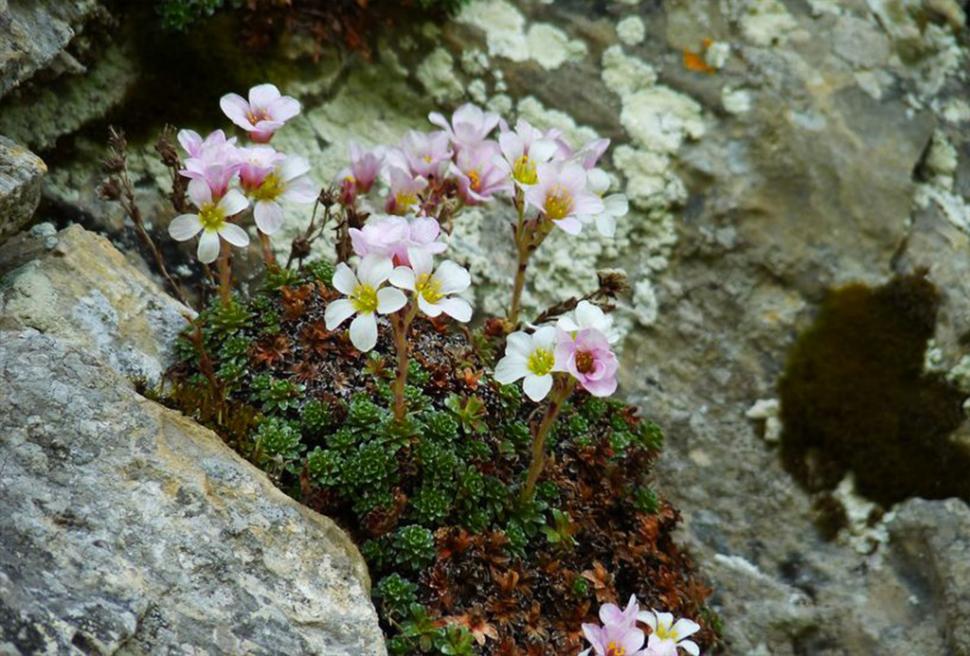 Fascinanta viață sălbatică ascunsă de Parcul Național Defileul Jiului. Cum a devenit vidra vedeta zonei 946812