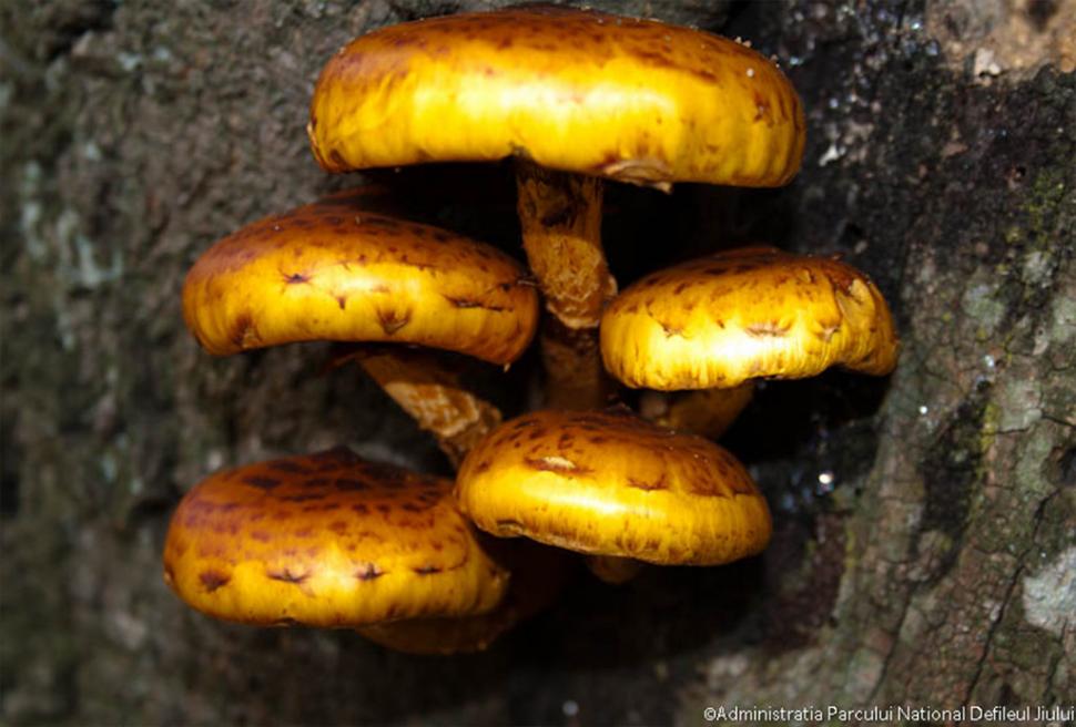 Fascinanta viață sălbatică ascunsă de Parcul Național Defileul Jiului. Cum a devenit vidra vedeta zonei 946813