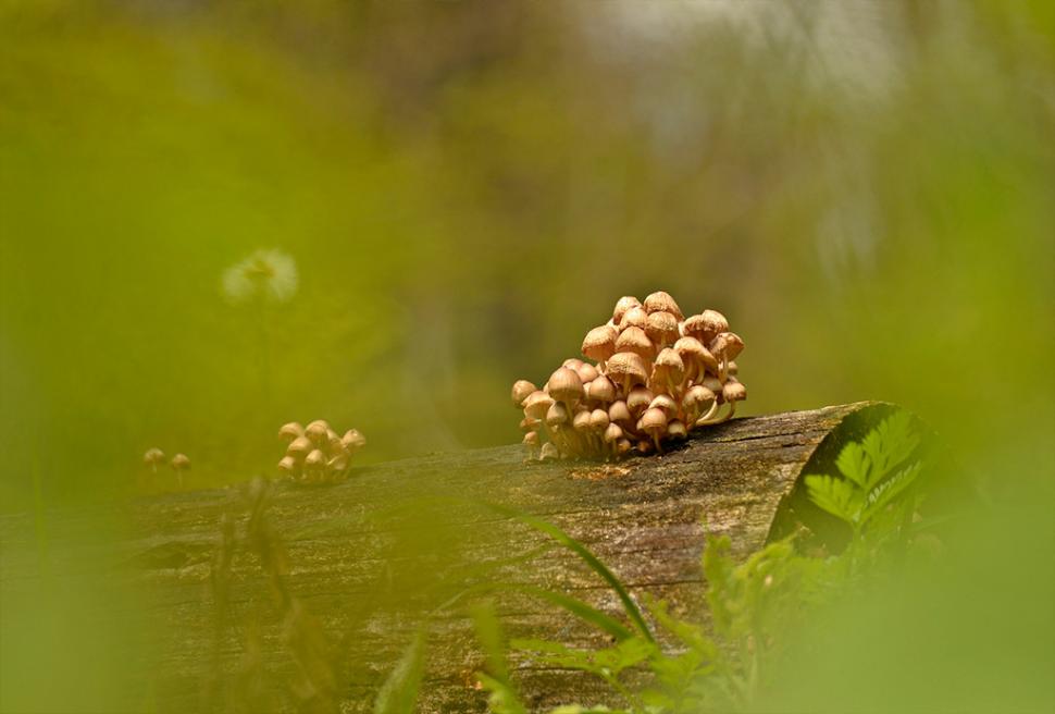 Fascinanta viață sălbatică ascunsă de Parcul Național Defileul Jiului. Cum a devenit vidra vedeta zonei 946815