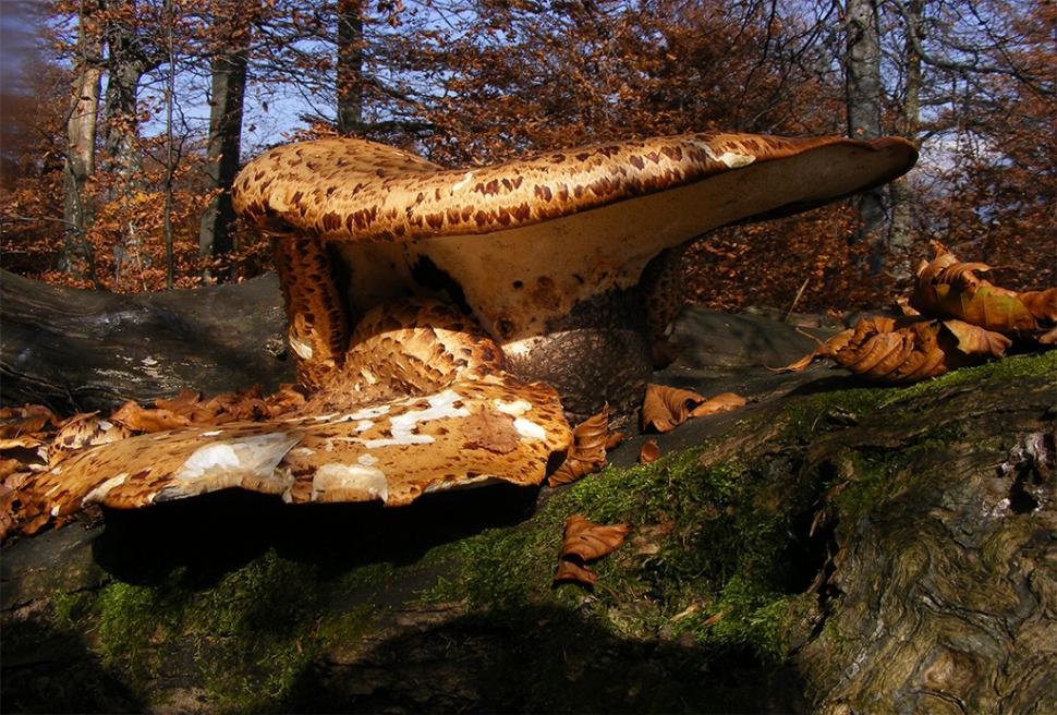 Fascinanta viață sălbatică ascunsă de Parcul Național Defileul Jiului. Cum a devenit vidra vedeta zonei 946816