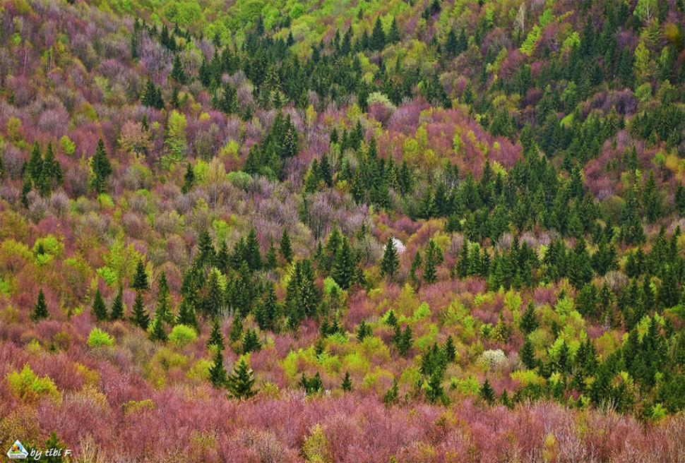 Fascinanta viață sălbatică ascunsă de Parcul Național Defileul Jiului. Cum a devenit vidra vedeta zonei 946819