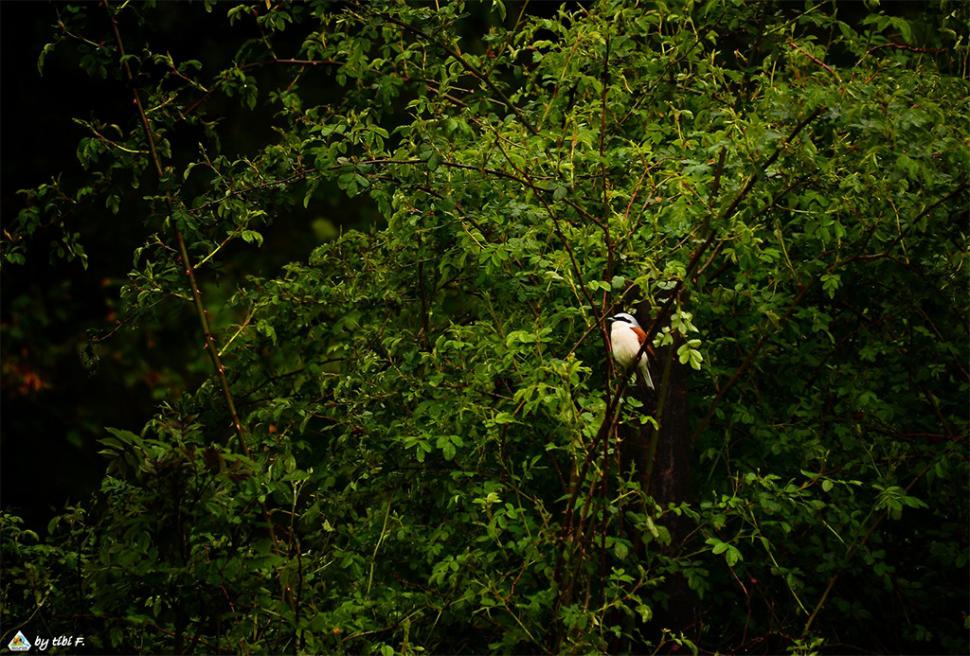Fascinanta viață sălbatică ascunsă de Parcul Național Defileul Jiului. Cum a devenit vidra vedeta zonei 946821