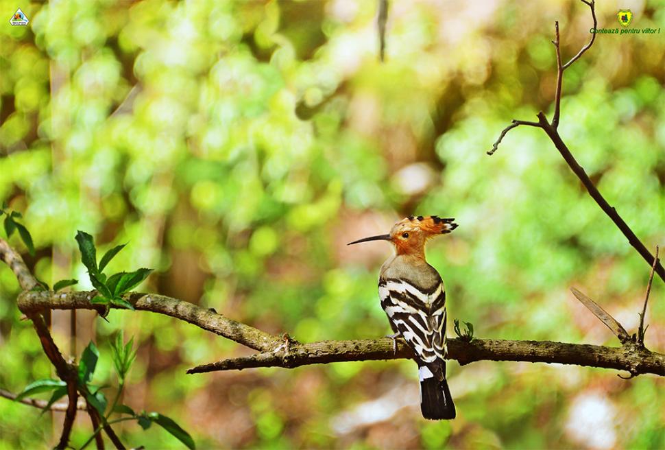 Fascinanta viață sălbatică ascunsă de Parcul Național Defileul Jiului. Cum a devenit vidra vedeta zonei 946823