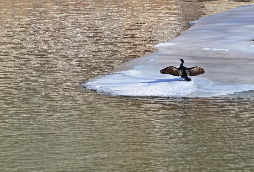 Fascinanta viață sălbatică ascunsă de Parcul Național Defileul Jiului. Cum a devenit vidra vedeta zonei 946824