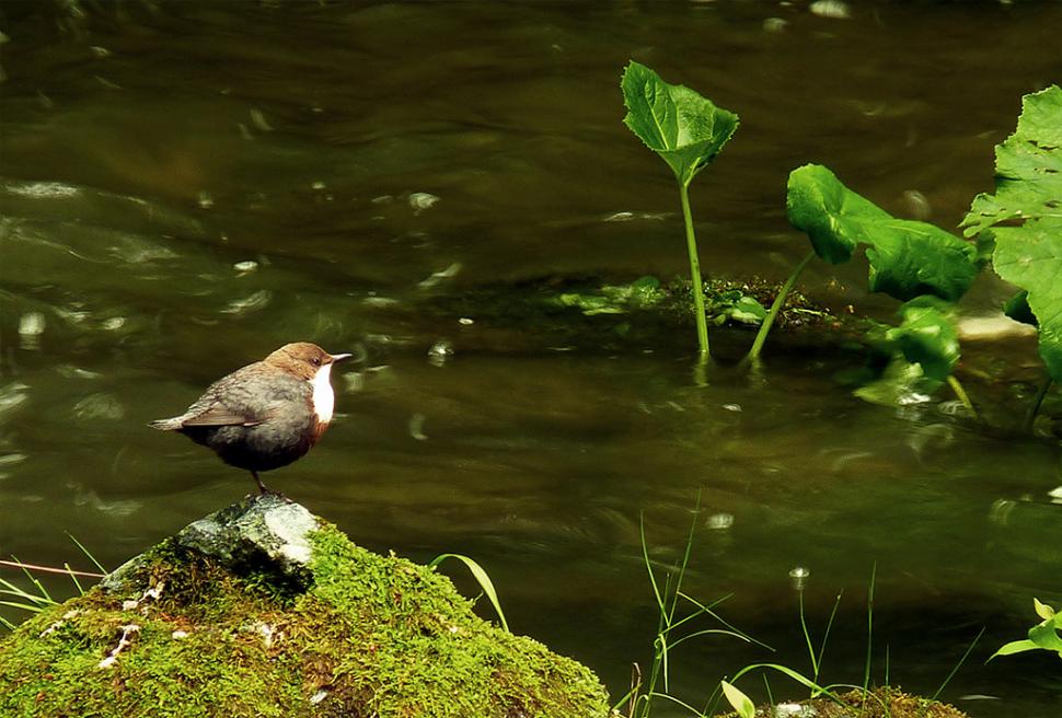 Fascinanta viață sălbatică ascunsă de Parcul Național Defileul Jiului. Cum a devenit vidra vedeta zonei 946825