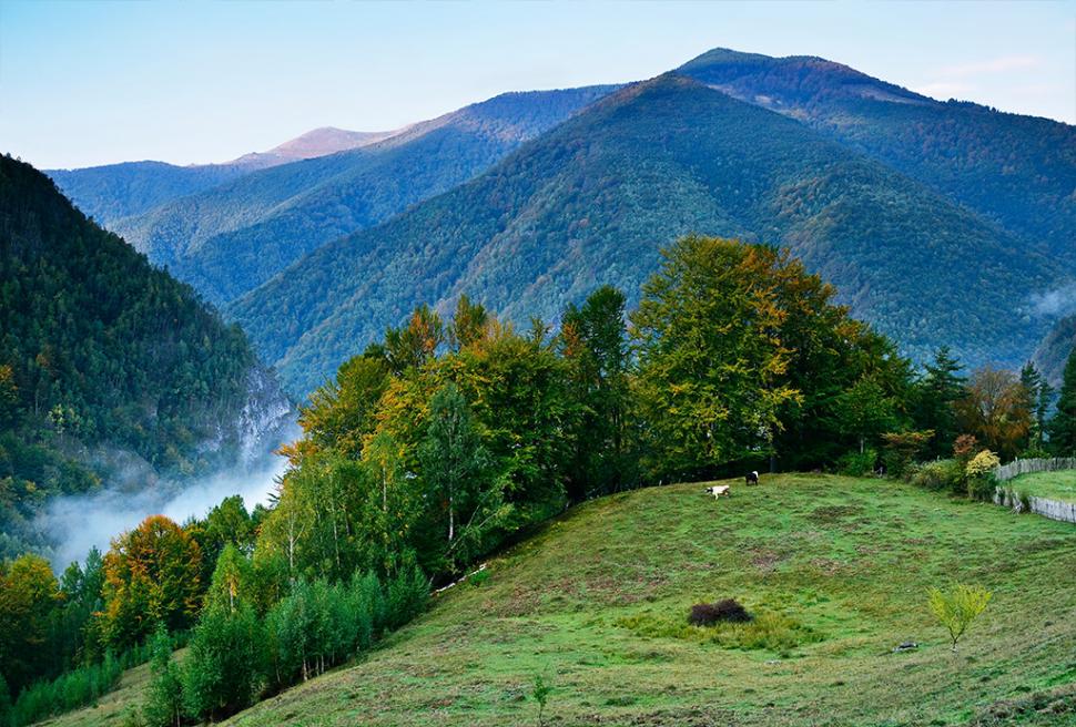 Fascinanta viață sălbatică ascunsă de Parcul Național Defileul Jiului. Cum a devenit vidra vedeta zonei 946826
