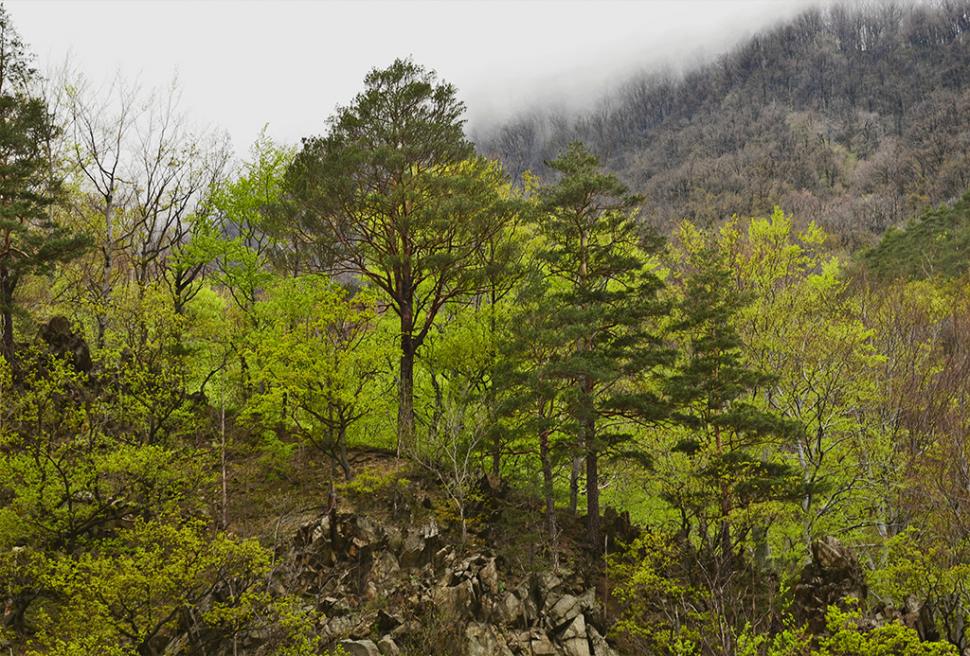 Fascinanta viață sălbatică ascunsă de Parcul Național Defileul Jiului. Cum a devenit vidra vedeta zonei 946828