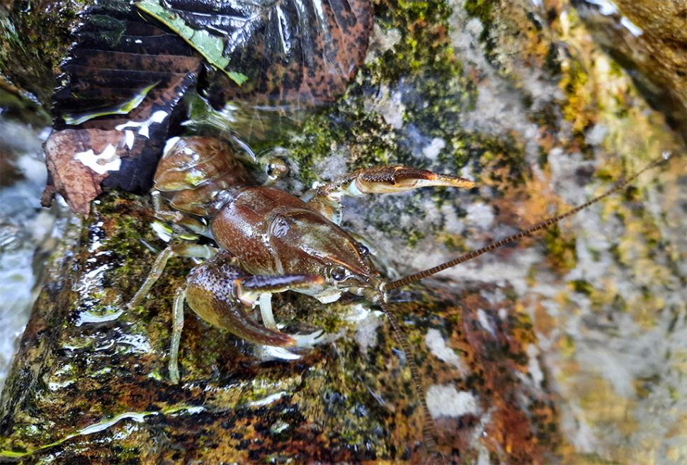 Fascinanta viață sălbatică ascunsă de Parcul Național Defileul Jiului. Cum a devenit vidra vedeta zonei 946830