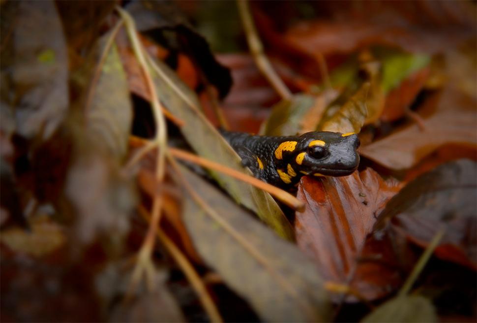Fascinanta viață sălbatică ascunsă de Parcul Național Defileul Jiului. Cum a devenit vidra vedeta zonei 946831