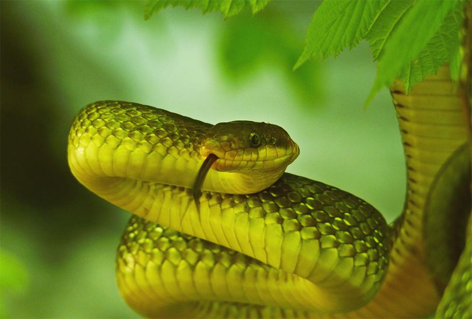 Fascinanta viață sălbatică ascunsă de Parcul Național Defileul Jiului. Cum a devenit vidra vedeta zonei 946832