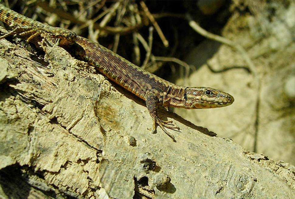 Fascinanta viață sălbatică ascunsă de Parcul Național Defileul Jiului. Cum a devenit vidra vedeta zonei 946833